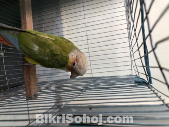 1pair pineapple conure double red factor (running pair)